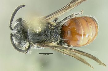 Media type: image;   Entomology 610762 Aspect: habitus dorsal view